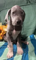 Baloo AKC , a male Great Dane for sale in Lamar, CO – 8 of 9