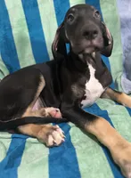 Ophelia AKC, a female Great Dane for sale in Sheridan Lake, CO – 2 of 10