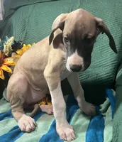Aurora AKC, a female Great Dane for sale in Lamar, CO – 5 of 9