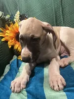 Jake AKC, a male Great Dane for sale in Lamar, CO – 6 of 9
