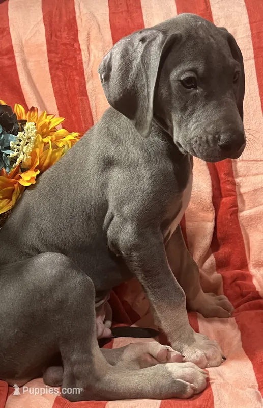 Baloo AKC  – Great Dane puppy for sale in Lamar, CO