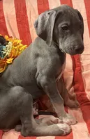 Baloo AKC , a male Great Dane for sale in Lamar, CO – 1 of 9