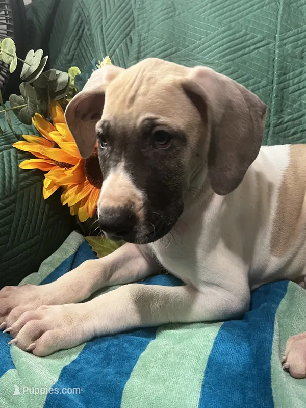 Jake AKC – Great Dane puppy for sale in Lamar, CO