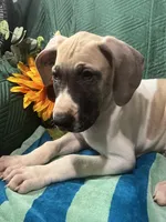 Jake AKC, a male Great Dane for sale in Lamar, CO – 8 of 9