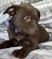 Reena RESCUE, a female American Pit Bull Terrier and Labrador Retriever for sale in Hays, KS – Photo 4 of 7