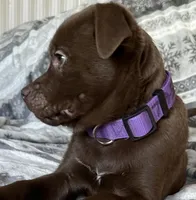 Reena RESCUE, a female American Pit Bull Terrier and Labrador Retriever for sale in Hays, KS – Photo 2 of 7