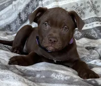 Reena RESCUE, a female American Pit Bull Terrier and Labrador Retriever for sale in Hays, KS – Photo 5 of 7