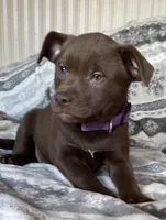 Reena RESCUE, a female American Pit Bull Terrier and Labrador Retriever for sale in Hays, KS – Photo 6 of 7