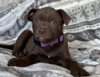 Reena RESCUE, a female American Pit Bull Terrier and Labrador Retriever for sale in Hays, KS – Photo 3 of 7