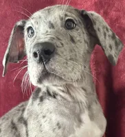 Nina AKC, a female Great Dane for sale in Westcliffe, CO – Photo 1 of 6