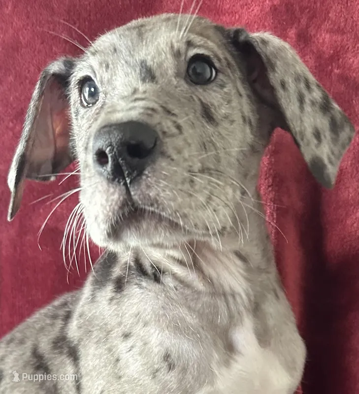 Aspen AKC, a female Great Dane for sale in Westcliffe, CO – Photo 1 of 7
