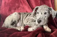 Nina AKC, a female Great Dane for sale in Westcliffe, CO – Photo 3 of 6