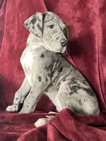 Aspen AKC, a female Great Dane for sale in Westcliffe, CO – Photo 5 of 7