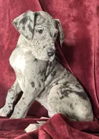 Nina AKC, a female Great Dane for sale in Westcliffe, CO – Photo 2 of 6