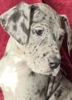 Aspen AKC, a female Great Dane for sale in Westcliffe, CO – Photo 6 of 7