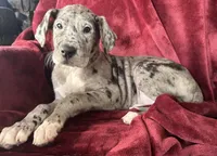 Nina AKC, a female Great Dane for sale in Westcliffe, CO – Photo 6 of 6