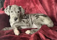 Aspen AKC, a female Great Dane for sale in Westcliffe, CO – Photo 4 of 7