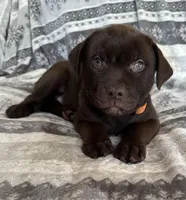Milo RESCUE, a male American Pit Bull Terrier and Labrador Retriever for sale in Hays, KS – Photo 6 of 7