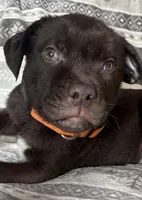 Milo RESCUE, a male American Pit Bull Terrier and Labrador Retriever for sale in Hays, KS – Photo 3 of 7