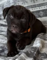 Milo RESCUE, a male American Pit Bull Terrier and Labrador Retriever for sale in Hays, KS – Photo 1 of 7