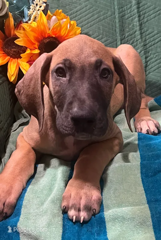 Denali AKC – Great Dane puppy for sale in Lamar, CO