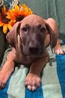 Denali AKC, a male Great Dane for sale in Lamar, CO – 5 of 6