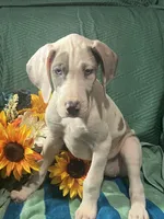 Prada, a female Great Dane for sale in Lamar, CO – 4 of 8
