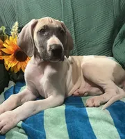 Jake AKC, a male Great Dane for sale in Lamar, CO – 2 of 9