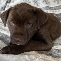 RESCUE PINK, a female American Bulldog and Labrador Retriever for sale in Westcliffe, CO – Photo 1 of 7