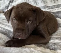 RESCUE PINK, a female American Bulldog and American Pit Bull Terrier for sale in Hays, KS – Photo 1 of 7