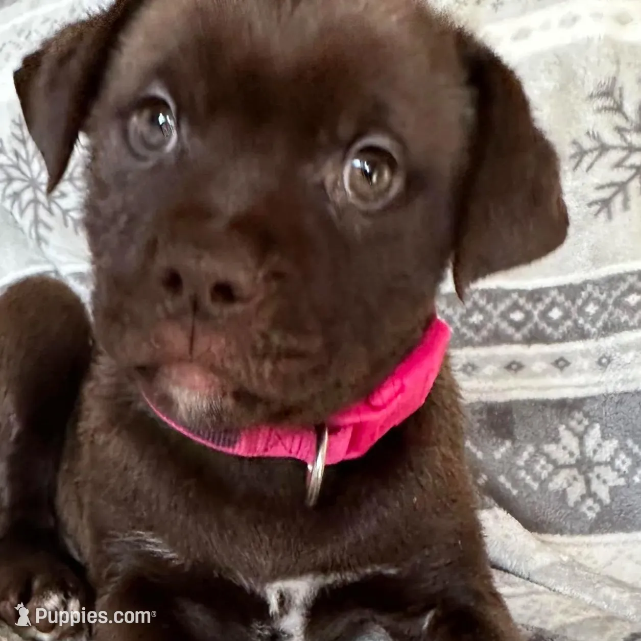 RESCUE PINK, a female American Bulldog and American Pit Bull Terrier for sale in Hays, KS – Photo 2 of 7
