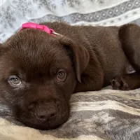 RESCUE PINK, a female American Bulldog and Labrador Retriever for sale in Westcliffe, CO – Photo 7 of 7