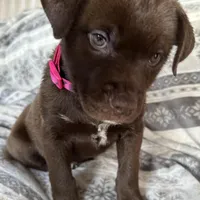 RESCUE PINK, a female American Bulldog and Labrador Retriever for sale in Westcliffe, CO – Photo 5 of 7
