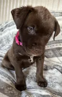 RESCUE PINK, a female American Bulldog and American Pit Bull Terrier for sale in Hays, KS – Photo 5 of 7