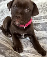 RESCUE PINK, a female American Bulldog and American Pit Bull Terrier for sale in Hays, KS – Photo 4 of 7