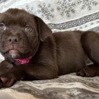 RESCUE PINK, a female American Bulldog and Labrador Retriever for sale in Westcliffe, CO – Photo 6 of 7