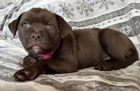 RESCUE PINK, a female American Bulldog and American Pit Bull Terrier for sale in Hays, KS – Photo 6 of 7