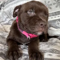 RESCUE PINK, a female American Bulldog and Labrador Retriever for sale in Westcliffe, CO – Photo 3 of 7