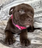 RESCUE PINK, a female American Bulldog and American Pit Bull Terrier for sale in Hays, KS – Photo 3 of 7