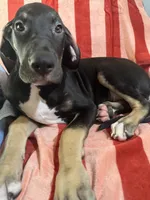Ophelia AKC, a female Great Dane for sale in Sheridan Lake, CO – 4 of 10