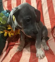 Baloo AKC , a male Great Dane for sale in Lamar, CO – 6 of 9
