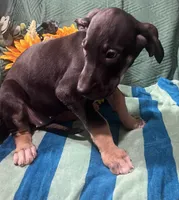 Ophelia AKC, a female Great Dane for sale in Lamar, CO – 4 of 8