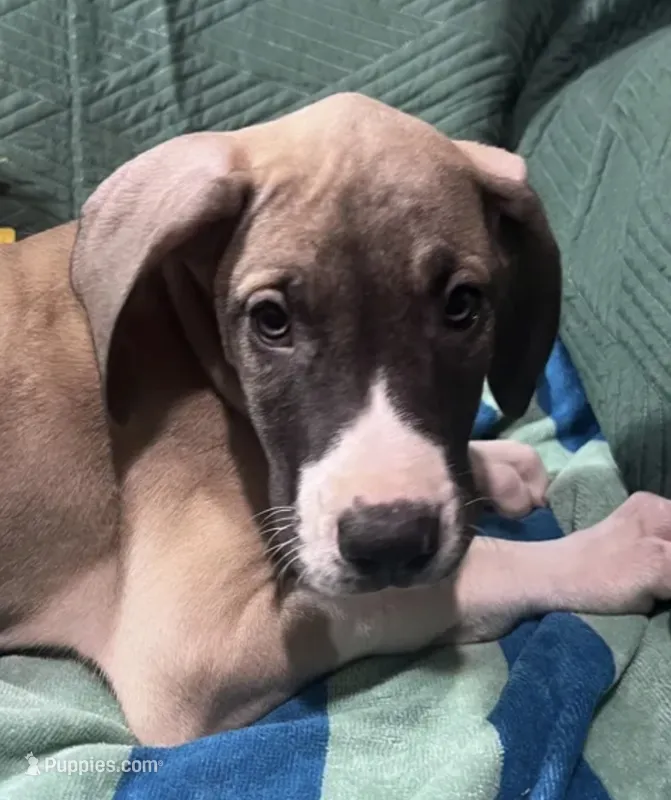 Aurora AKC – Great Dane puppy for sale in Lamar, CO