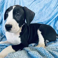 SHOW MARKED AKC MANTLE, a male Great Dane for sale in Westcliffe, CO – Photo 6 of 8