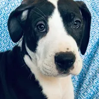 SHOW MARKED AKC MANTLE, a male Great Dane for sale in Westcliffe, CO – Photo 1 of 8