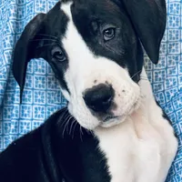 SHOW MARKED AKC MANTLE, a male Great Dane for sale in Westcliffe, CO – Photo 3 of 8