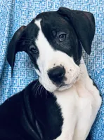 DIESEL AKC, a male Great Dane for sale in Westcliffe, CO – Photo 2 of 7