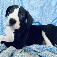 SHOW MARKED AKC MANTLE, a male Great Dane for sale in Westcliffe, CO – Photo 2 of 8