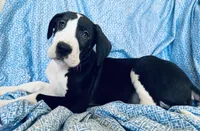 DIESEL AKC, a male Great Dane for sale in Westcliffe, CO – Photo 1 of 7