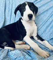 DIESEL AKC, a male Great Dane for sale in Westcliffe, CO – Photo 4 of 7